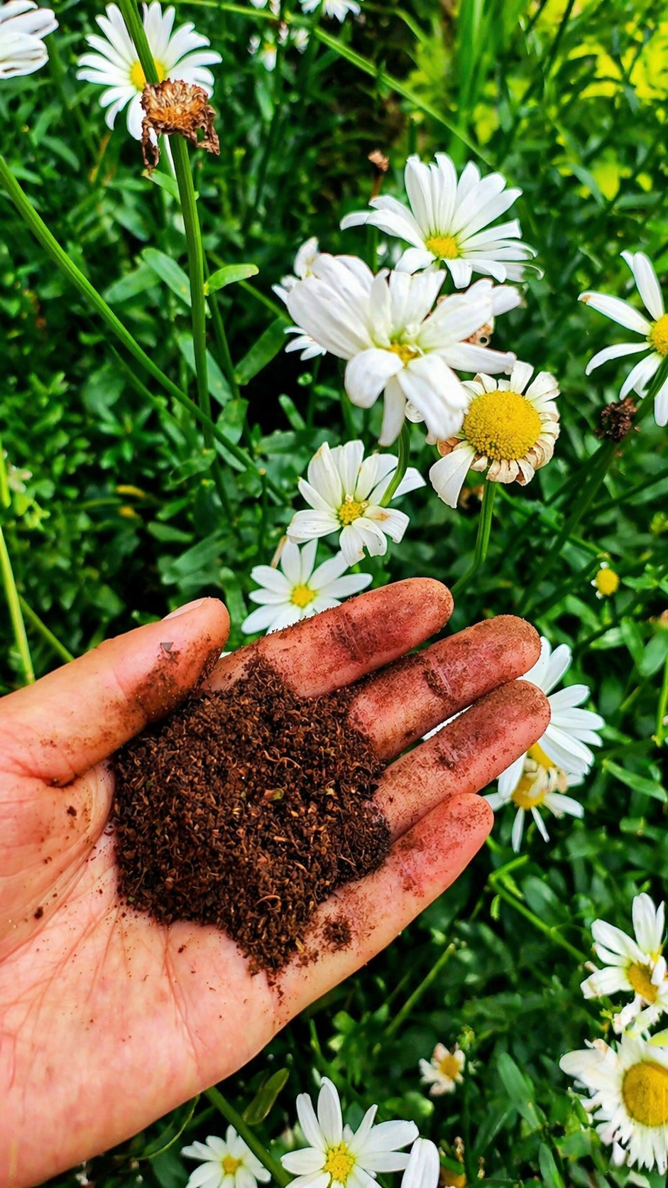 Concimi, biostimolanti e ammendanti