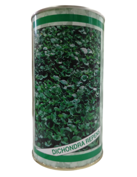 Dichondra Repens