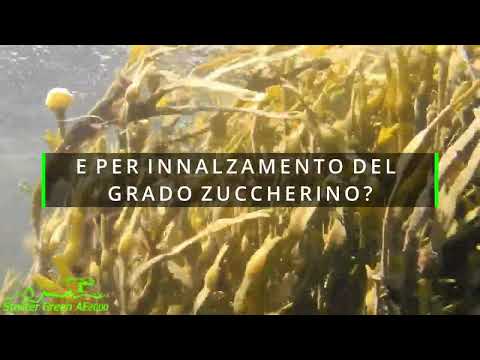 Alghe brune polvere bustina Starter Green Cito 10 gr